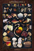 Medicinal Mushrooms Posters