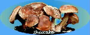 Shiitake Mushrooms