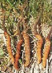 Cordyceps sinensis