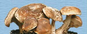 Shiitake Mushrooms