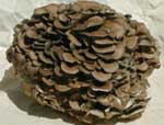 Maitake