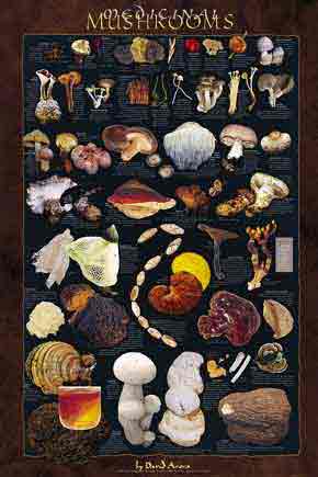 Medicinal Mushrooms Poster