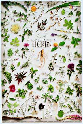 Medicinal Herbs Poster